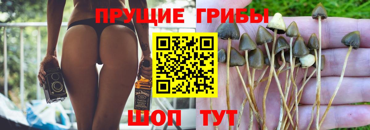 Ишимбай  Галлюциногенные грибы Psilocybine cubensis  Галлюциногенные грибы мицелий  Вход с VPN 